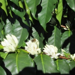 201902 flower3.jpg